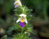 Galeopsis speciosa Ried R4 (6) Karl Sauerbrey.JPG