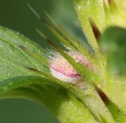 Knospe seitlich. Die fünf Kelchblätter sind verwachsen, die Kronblätter behaart.  (Bild: W. Wohlers, JKI)