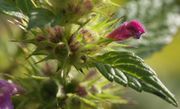 Die Blüten sind 15 bis 20 mm lang und stehen in Scheinquirlen der oberen Blätter. (Bild: W. Wohlers, JKI)