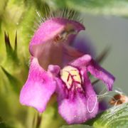 Die Blüten sind hell oder dunkel lila gefärbt. Die Unterlippe ist gemustert und trägt zwei Zähne. (Bild: W. Wohlers, JKI)