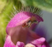 Bei den Antheren sind typisch für die Gattung Galeopsis die inneren, kleinen Klappen gewimpert. (Bild: W. Wohlers, JKI)