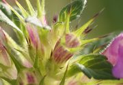 Neben den alten Kelchblättern bilden sich weitere Knospen. (Bild: W. Wohlers, JKI)