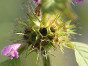Ein sehr kompakter Scheinquirl mit vielen Blüten. (Bild: W. Wohlers, JKI)