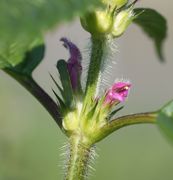 An den Seitentrieben sitzen weniger Blüten als am Haupttrieb. (Bild: W. Wohlers, JKI)