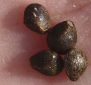 Die Samen sind ca 4 mm lang. Es sind die für Lippenblütler typischen Klausen. (Bild: W. Wohlers, JKI)