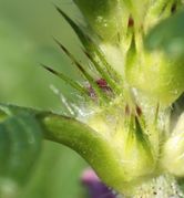 Die lang gezähnten Kelchblätter tragen Drüsenhaare. Knospe seitlich. (Bild: W. Wohlers, JKI)