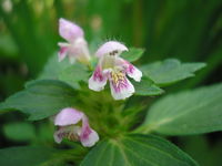 Blüte von Galeopsis tetrahit (Foto: Julia Kruse)