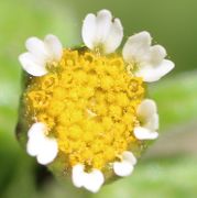 Die äußeren Blütchen öffnen sich zuerst. Die Narben der Zungenblüten sind bereits vertrocknet. (Bild: W. Wohlers)