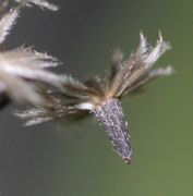 Der knapp 2 mm große Samen ist schwarz mit unregelmäßigen Längsriffeln und trägt einige weiße Haare. (Bild: W. Wohlers)