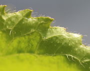 Der Blattrand von unten mit den Zähnchen. (Bild: W. Wohlers, JKI)
