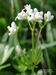 Galium-odoratum Biel-1 BIB.jpg