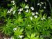 Galium-odoratum Schoenfelder BIB.jpg