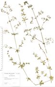Galium album: unten kurz-breitblättrige oben schmalblättrige, dünnstängelige Pflanze. Unteres Ahrtal, Magerwiese bei Lorsdorf auf Löss (Herb. Wisskirchen) (Foto: Rolf Wißkirchen)