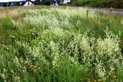 Galium album: Halbruderale angesähte Frischwiese auf einer Abraumfläche der Tongrube. Mittelrheingebiet, Leimersdorf, 30.06.2016 (Foto: Rolf Wißkirchen)