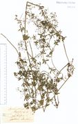 Galium album: Unteres Moseltal, Winningen, leg. P. Wirtgen (Herb. NHV) (Foto: NHV Bonn)