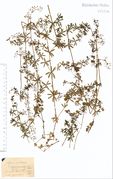 Galium album ssp. album: Niederrhein, Rheinufer, leg. Sehlmeyer (Herb. NHV) (Foto: NHV Bonn)
