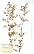 Galium album ssp. album: Mittelrheintal, Bacherach, leg. F. Wirtgen (Herb. NHV) (Foto: NHV Bonn)