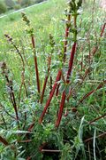 Galium album subsp. pycnotrichum: kahle, rot dickstängelige breitblättrige Pflanze. Bad Breisig, zwischen Oberbreisig und Gönnersdorf, Wegrand, 01.05.2017 (Foto: Rolf Wißkirchen)