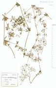 Galium album subsp. pycnotrichum: Unteres Moseltal, Winningen, leg. P. Wirtgen (Herb. NHV) (Foto: NHV Bonn)