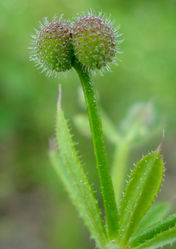 Frucht – Fornax, CC BY-SA 3.0