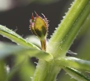 Der Seitentrieb ist häufig anfangs rötlich gefärbt, zumindest zum Herbst hin. (Bild: W. Wohlers, JKI)