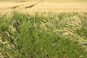 Starker Befall mit Kletten-Labkraut in einem Weizenfeld. (Bild: W. Wohlers, JKI)