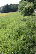 Am Feldrand kann es die Vegetation dominieren, wie hier an einem Grabenrand. (Bild: W. Wohlers, JKI)