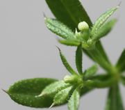 Die Knospen sind weißlich grün gefärbt. (Bild: W. Wohlers, JKI)
