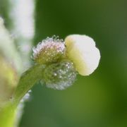 Eine Knospe von der Seite mit dem unterständigen Fruchtknoten. (Bild: W. Wohlers, JKI)