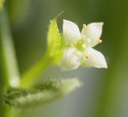 Bei den frisch aufgeblühten, flach radförmigen Blüten sind die Antheren gelb. (Bild: W. Wohlers, JKI)