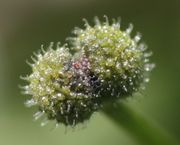 Die vielen Widerhaken sind beeindruckend. (Bild: W. Wohlers, JKI)