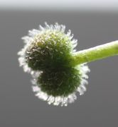Unreife Frucht im Gegenlicht. (Bild: W. Wohlers, JKI)