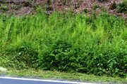 Galium aparine: Bestand am Fuß einer hohen freigestellten Böschung in einem Wald. Osteifel, an der Staße von Kempenich nach Mayen, 27.06.2013 (Foto: Rolf Wißkirchen)