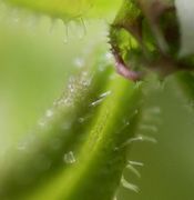 Galium aparine ist zum Fotografieren eine faszinierende Pflanze. (Bild: W. Wohlers, JKI)