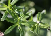 Die Blätter stehen in Wirteln, meistens zu sechs, aber auch vier, fünf oder sieben. Zwei davon sind die richtigen Blätter, die anderen nur Nebenblätter.(Bild: W. Wohlers, JKI)