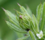 Die lanzettlich langen Blätter können 6 cm lang und 5 mm breit werden, vor allem an schattigen Orten.  (Bild: W. Wohlers, JKI)