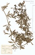 Galium aparine: Mittelrheingebiet, Remagen, leg. F. Wirtgen (Herb. NHV) (Foto: NHV Bonn)