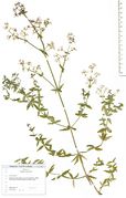 Galium boreale: Beleg mit jungen Früchten. Bonn, Bot. Gärten (Herb. Wisskirchen) (Foto: Rolf Wißkirchen)
