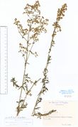Galium boreale: Oberhessen, Lauterbach, leg Hünerbein (Herb. MSTR) (Foto: Rolf Wißkirchen)