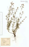Galium glaucum: Nahetal, Waldböckelheim, leg. F. Wirtgen (Herb. NHV) (Foto: NHV Bonn)