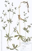 Galium intermedium: Hessen, Frankfurt/Main, Palmengarten (Herb. Wisskirchen) (Foto: Rolf Wißkirchen)