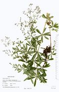 Galium intermedium: Sachsen, Steinberg, leg. Reimann (Herb. GLM) (Foto: Rolf Wißkirchen)