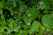 Galium mollugo s.str.: Mittelrheintal, Gebüschsaum an der B9 südl. Remagen-Oberwinter, 20.06.2013 (Foto: Rolf Wißkirchen)