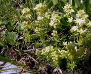 Galium noricum: Österreich, Dachstein-Gebirge, 20.07.2010 (Foto: Günther Blaich)