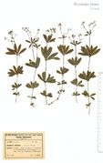 Galium odoratum: Moselgebiet, Bengel bei Alf, leg. H. Andres (Herb. NHV) (Foto NHV Bonn)