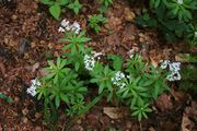 Galium odoratum: basenreicher Buchenwald bei Remagen-Bandorf, 15.05.2016 (Foto: Rolf Wißkirchen)