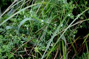 Galium palustre subsp. palustre: Pflanzen in einem Seggensumpf in der Prümaue. Südeifel, Kinzenbach, 12.07.2016 (Foto: Rolf Wißkirchen)