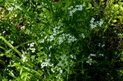 Galium palustre subsp. elongatum: Bestandsausschnitt. Saarland, Seggensumpf bei Limbach, 19.07.2013 (Foto: Rolf Wißkirchen)