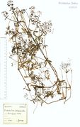 Galium palustre subsp. elongatum: Niederrheingebiet, Entenfang bei Brühl, leg. F. Wirtgen (Herb. NHV) (Foto: NHV Bonn)