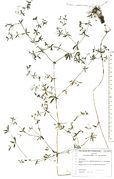 Galium palustre subsp. palustre: Südeifel, Prümaue bei Kinzenbach (Herb. Wisskirchen) (Foto: Rolf Wißkirchen)